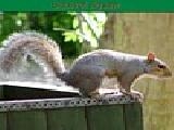 Jouer à Squirrel jigsaw