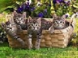 Jouer à Cats in the basket puzzle