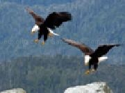Jouer à Jigsaw: bald eagles