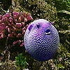 Jouer à Oceanic purple fish slide puzzle