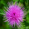 Jouer à Jigsaw: thistle