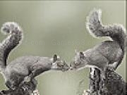 Jouer à Squirrels in love slide puzzle